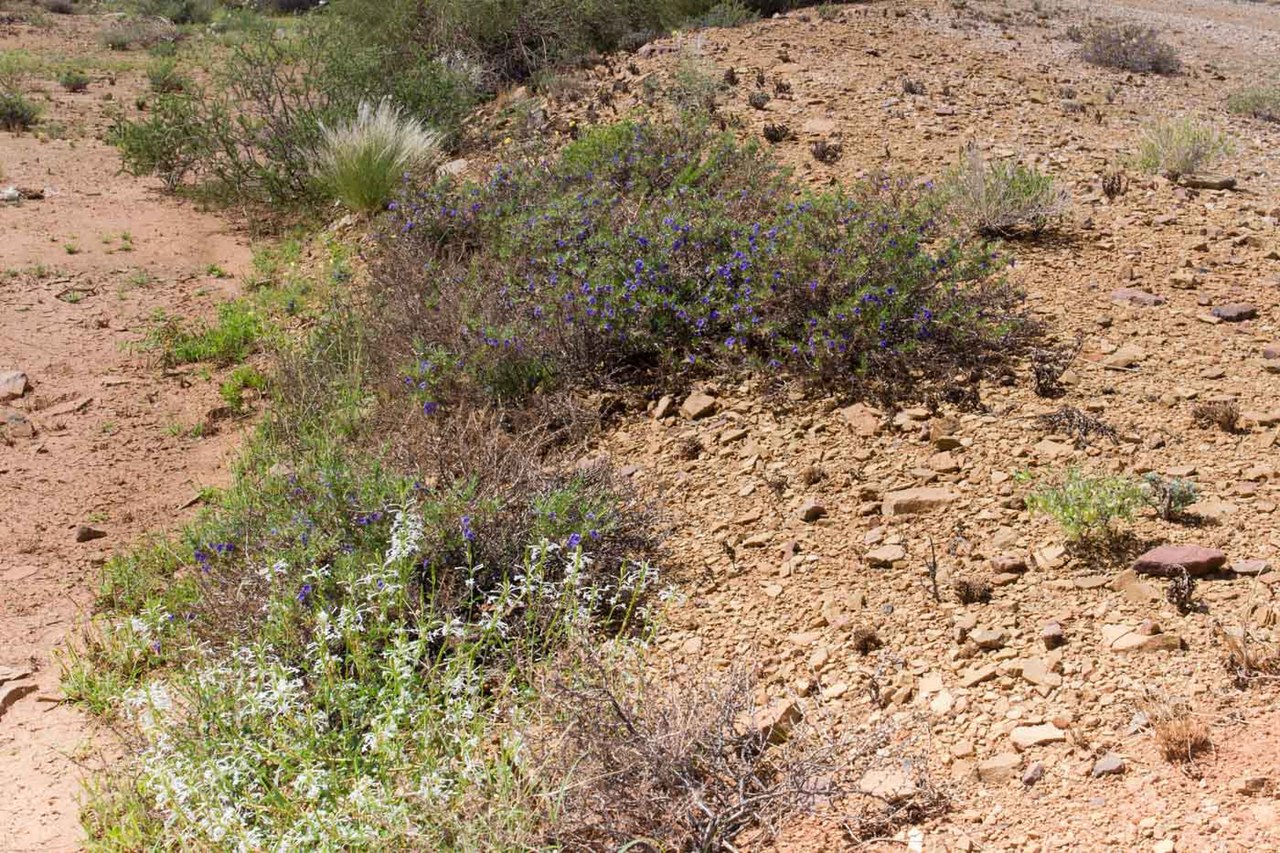 Chascanum garipense: Chascanum garipense & Aptosimum spinescen-0271