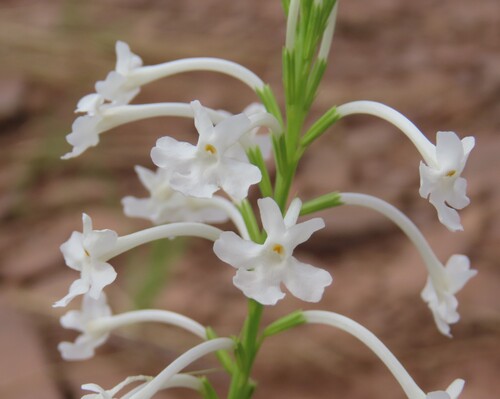 Chascanum garipense (Chascanum garipense)