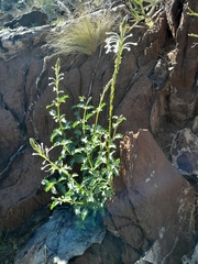 Chascanum garipense (Chascanum garipense)