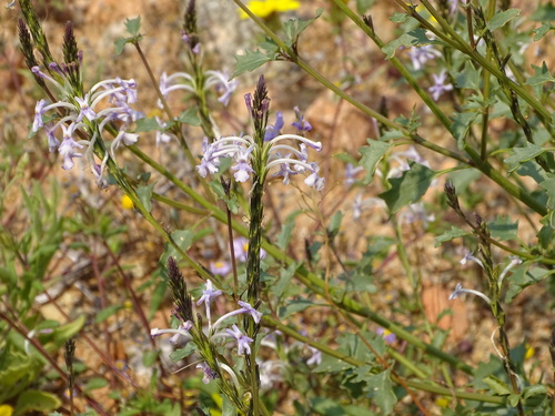 Chascanum garipense (Chascanum garipense)