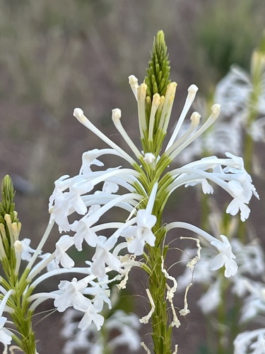 Chascanum garipense (Chascanum garipense)