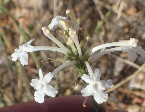 Chascanum garipense (Chascanum garipense)