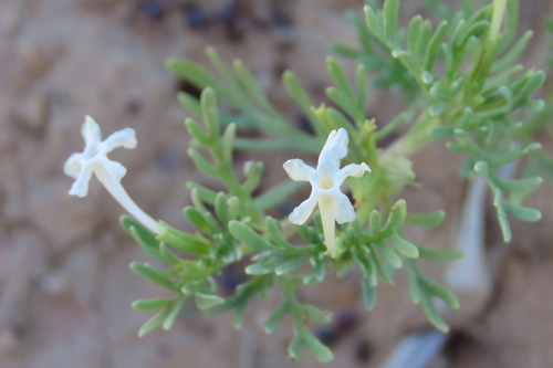 Chascanum pinnatifidum (Chascanum pinnatifidum)