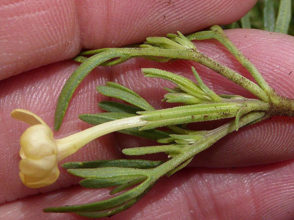 Chascanum pinnatifidum (Chascanum pinnatifidum)