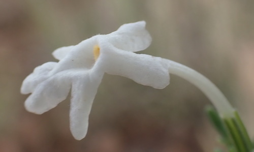 Chascanum pinnatifidum (Chascanum pinnatifidum)