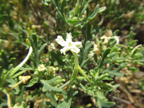 Chascanum pinnatifidum (Chascanum pinnatifidum)