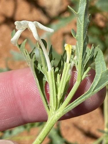 Chascanum pinnatifidum (Chascanum pinnatifidum)