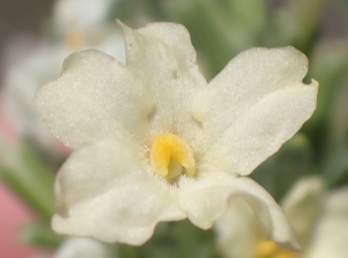 Chascanum pinnatifidum (Chascanum pinnatifidum)