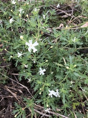 Chascanum pinnatifidum (Chascanum pinnatifidum)