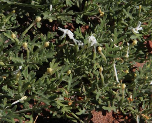 Chascanum pinnatifidum (Chascanum pinnatifidum)
