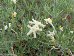 Chascanum pinnatifidum (Chascanum pinnatifidum)