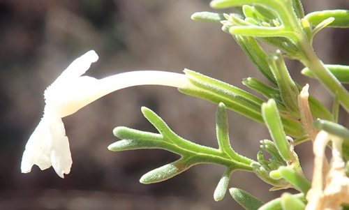 Chascanum pinnatifidum (Chascanum pinnatifidum)