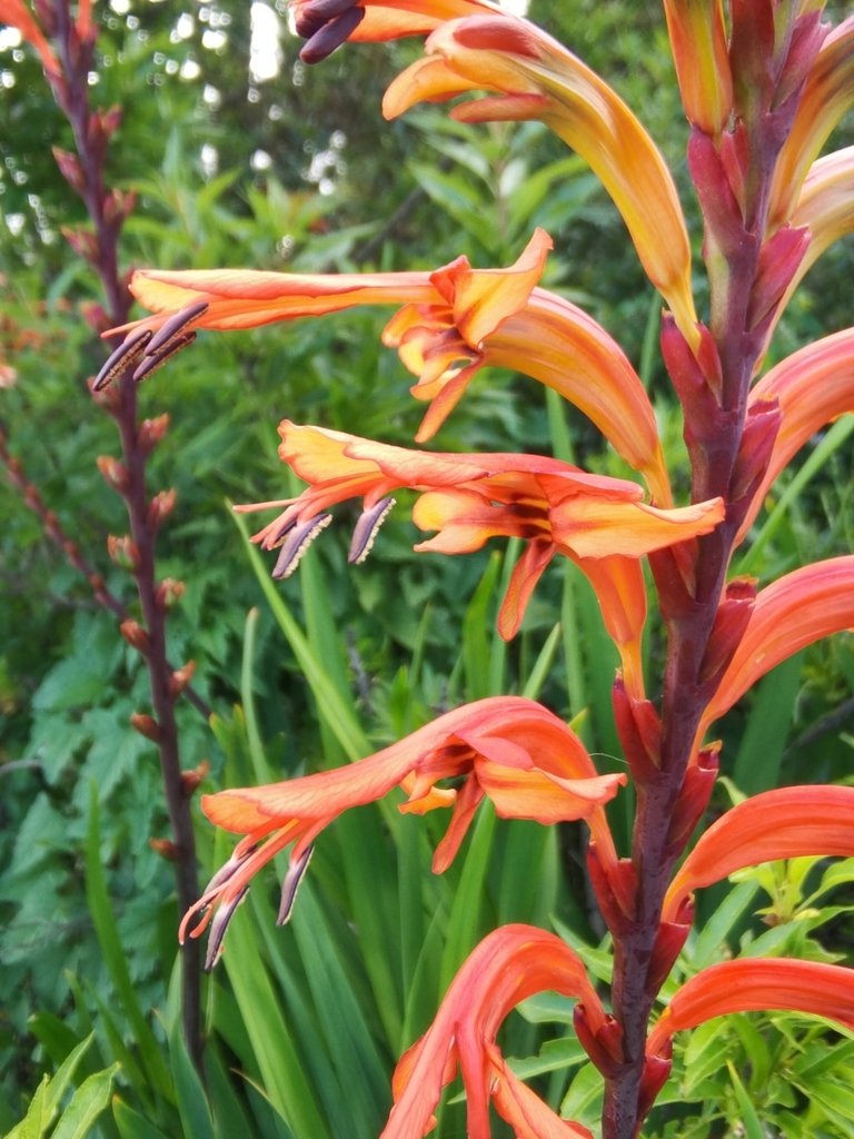 African cornflag (Chasmanthe floribunda)