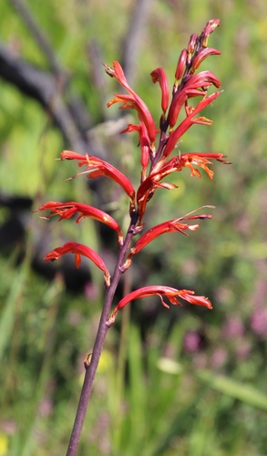 African cornflag (Chasmanthe floribunda)