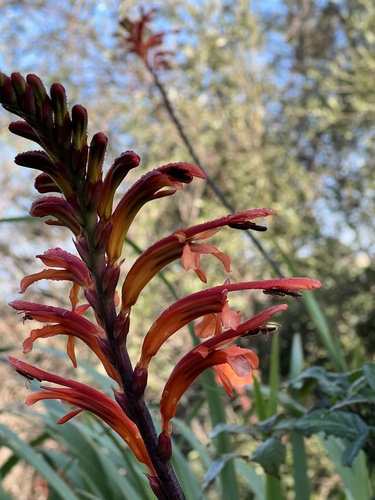 African cornflag (Chasmanthe floribunda)