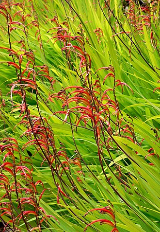 African cornflag: Photo of Chasmanthe floribunda at the University of California Botanical Garden