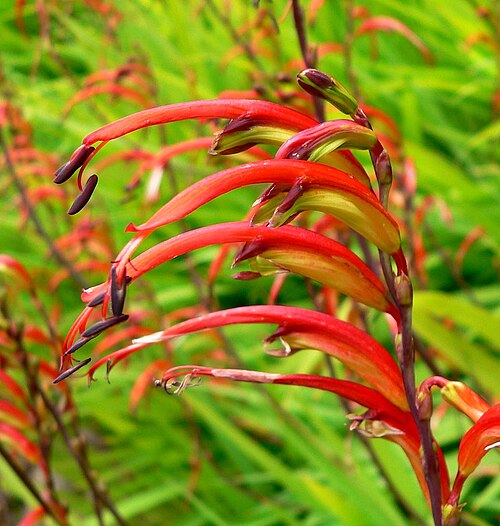 African cornflag: Photo of Chasmanthe floribunda at the University of California Botanical Garden