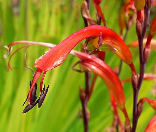 African cornflag: Photo of Chasmanthe floribunda at the University of California Botanical Garden