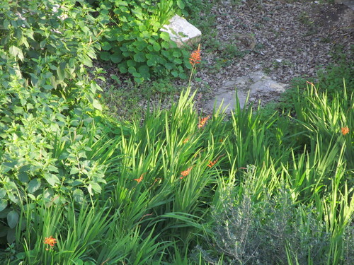 African cornflag (Chasmanthe floribunda)
