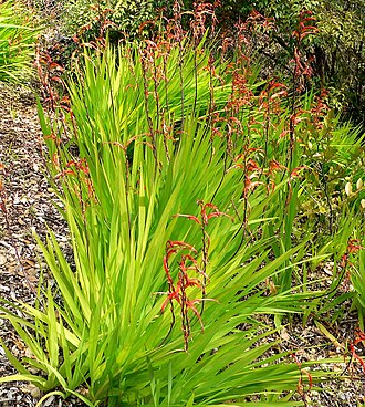 African cornflag: Photo of Chasmanthe floribunda at the University of California Botanical Garden