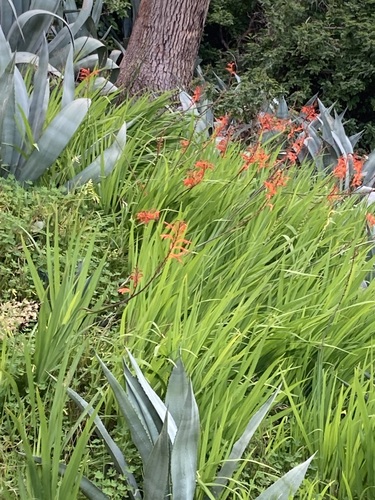 African cornflag (Chasmanthe floribunda)