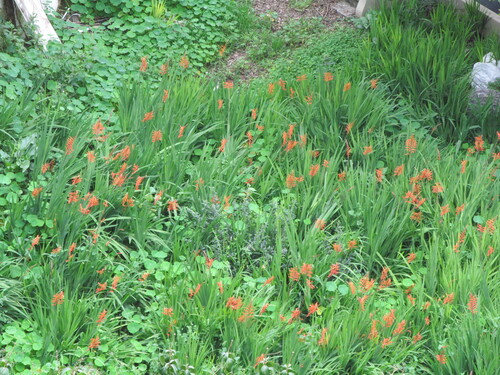 African cornflag (Chasmanthe floribunda)