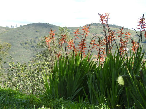 African cornflag (Chasmanthe floribunda)