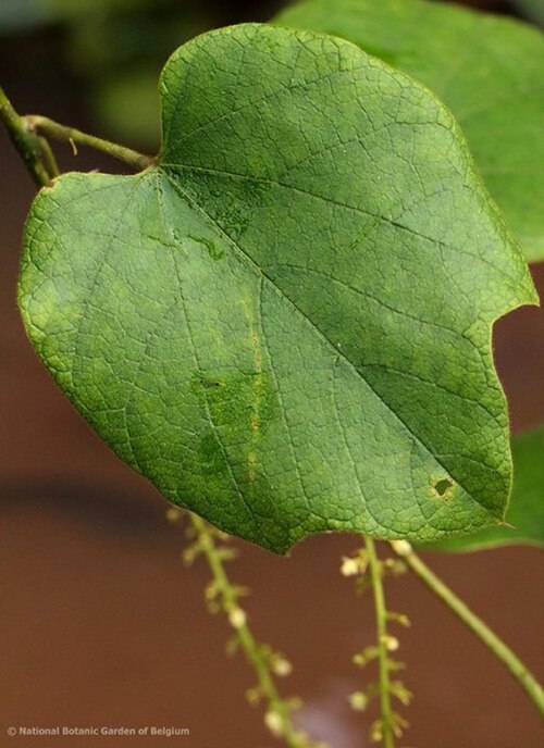 Chasmanthera dependens: Chasmanthera welwitschii Troupin from riverbanks in DR Congo.