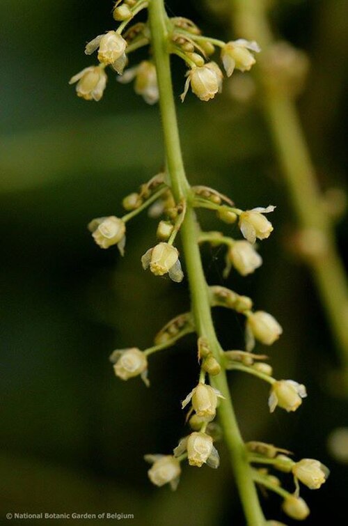 Chasmanthera dependens: Chasmanthera welwitschii Troupin from riverbanks in DR Congo.