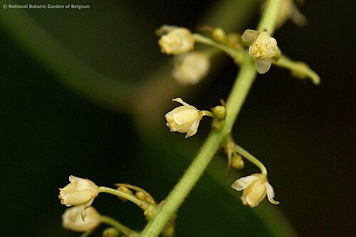 Chasmanthera dependens: Chasmanthera welwitschii Troupin from riverbanks in DR Congo.