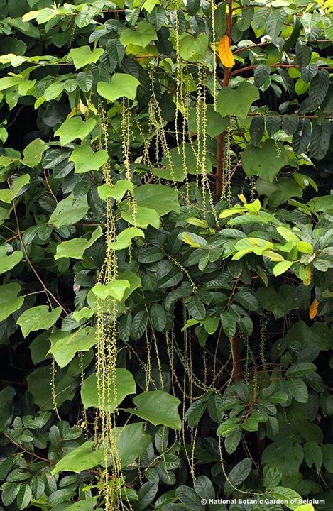 Chasmanthera dependens: Chasmanthera welwitschii Troupin from riverbanks in DR Congo.