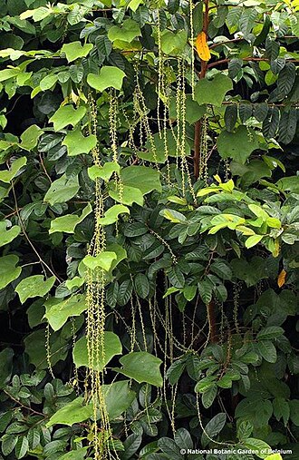 Chasmanthera dependens: Chasmanthera welwitschii Troupin from riverbanks in DR Congo.