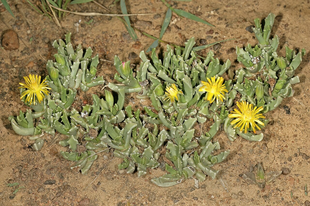 Chasmatophyllum musculinum: Chasmatophyllum musculinum , plants in flower; grassland on brackish soil, vicinity of Wolmaransstad, North West, South Africa