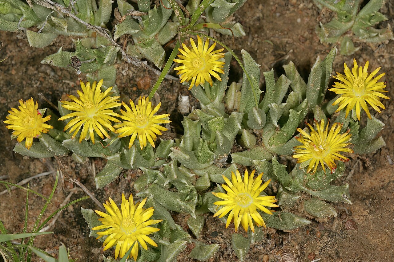 Chasmatophyllum musculinum: Chasmatophyllum musculinum , plants in flower; grassland on brackish soil, vicinity of Wolmaransstad, North West, South Africa