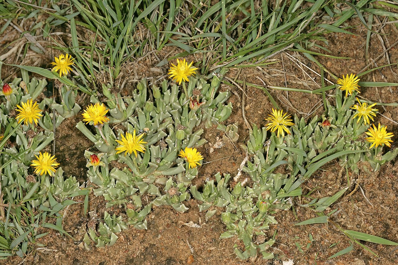 Chasmatophyllum musculinum: Chasmatophyllum musculinum , plants in flower; grassland on brackish soil, vicinity of Wolmaransstad, North West, South Africa