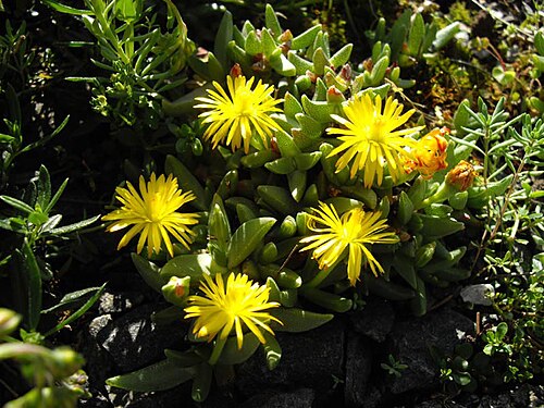 Chasmatophyllum musculinum: Chasmatophyllum musculinum