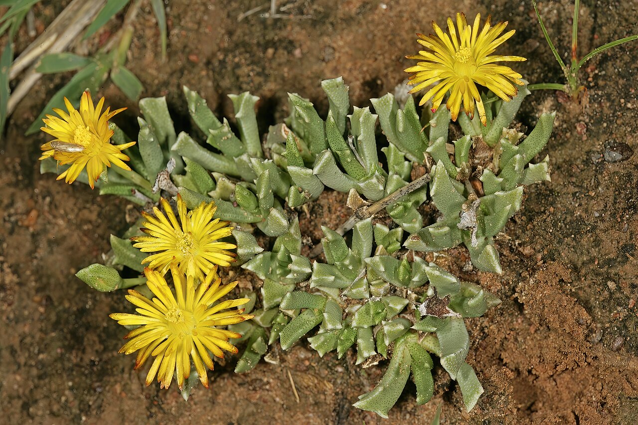 Chasmatophyllum musculinum: Chasmatophyllum musculinum , plants in flower; grassland on brackish soil, vicinity of Wolmaransstad, North West, South Africa