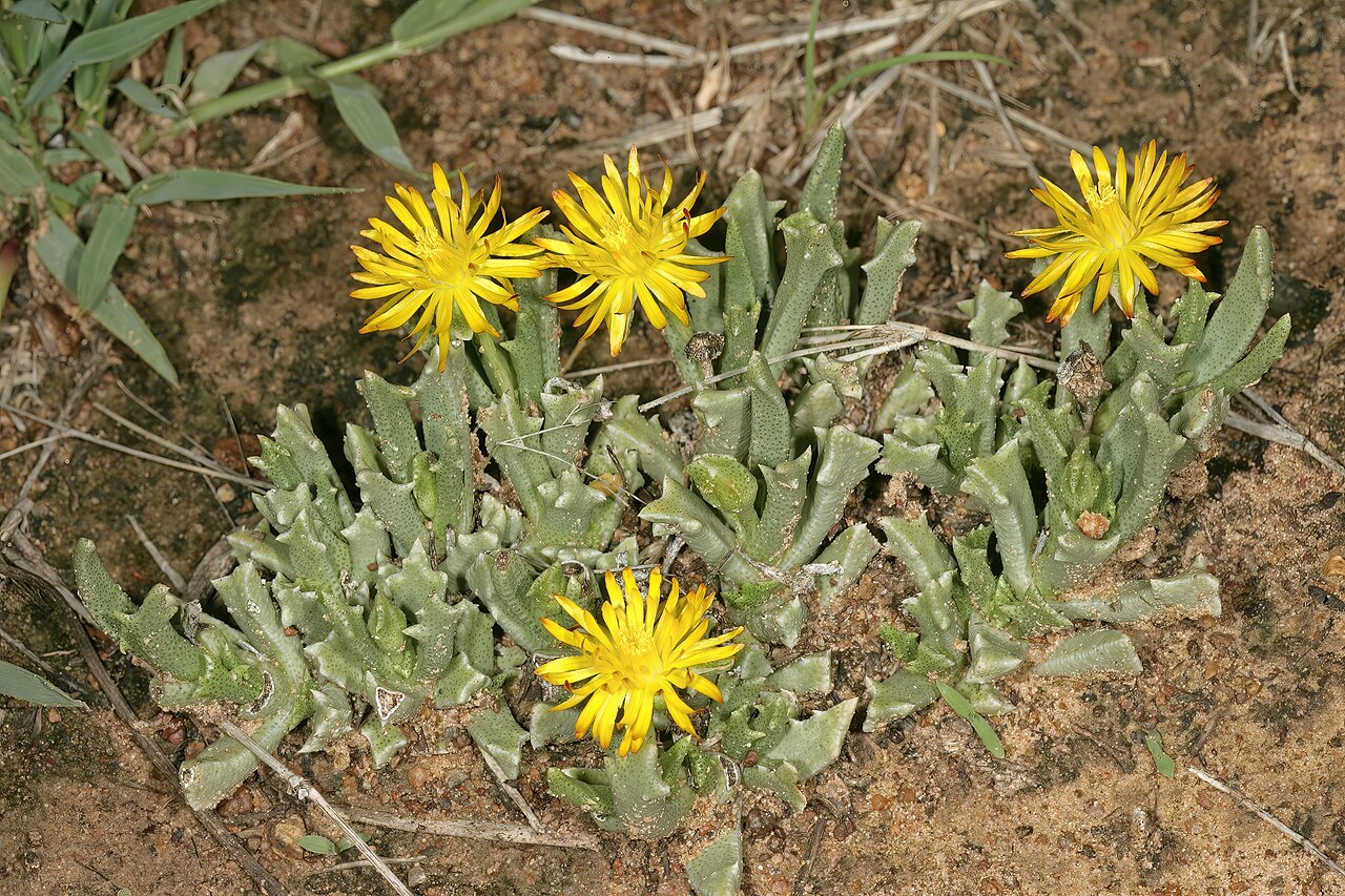 Chasmatophyllum musculinum: Chasmatophyllum musculinum , plants in flower; grassland on brackish soil, vicinity of Wolmaransstad, North West, South Africa