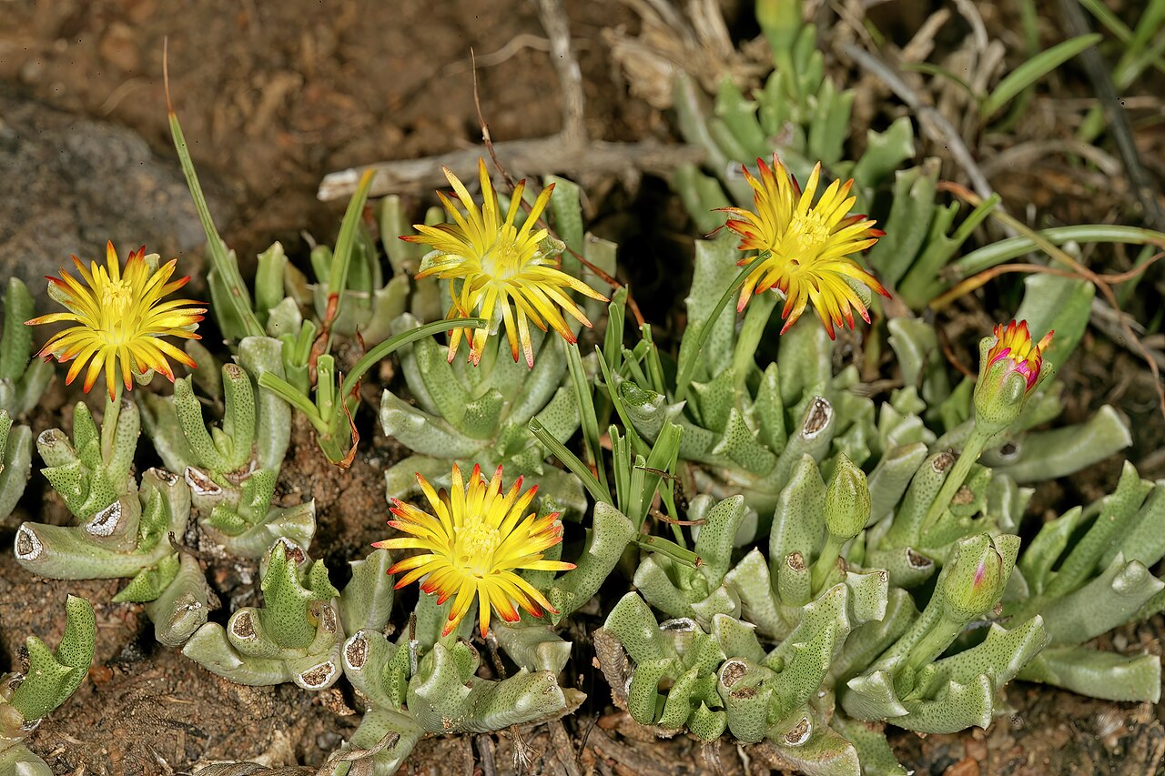 Chasmatophyllum musculinum: Chasmatophyllum musculinum , plants in flower; grassland on brackish soil, vicinity of Wolmaransstad, North West, South Africa