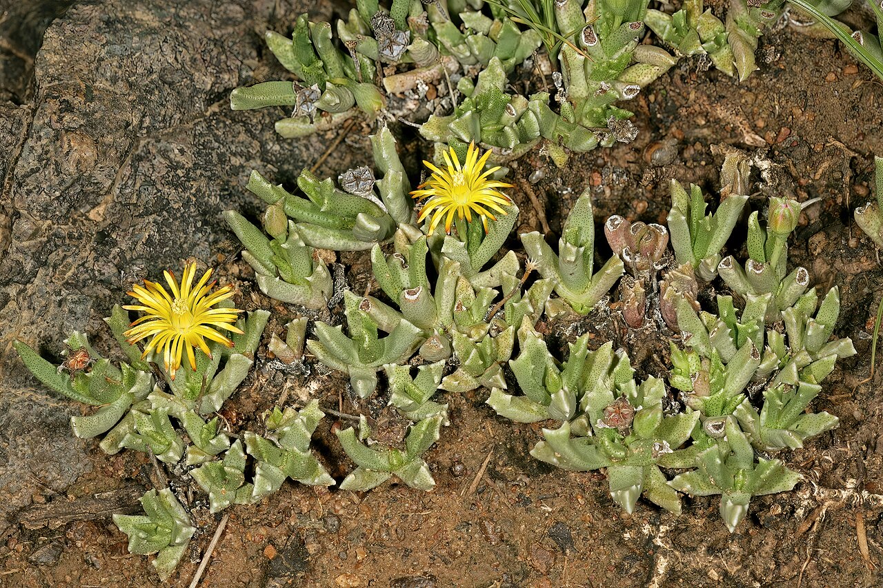 Chasmatophyllum musculinum: Chasmatophyllum musculinum , plants in flower; grassland on brackish soil, vicinity of Wolmaransstad, North West, South Africa