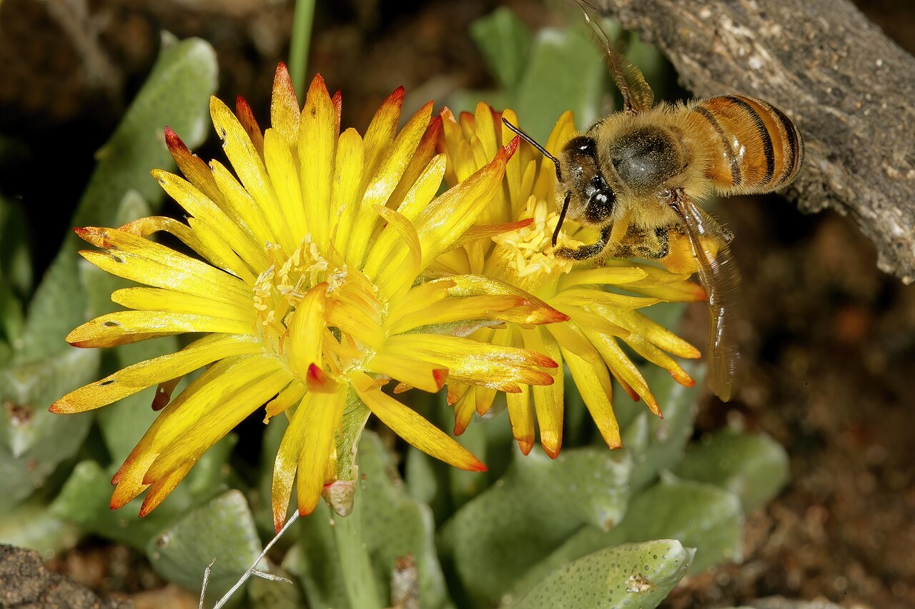 Chasmatophyllum musculinum: Chasmatophyllum musculinum , flowers, visited by an African honey bee ( Apis mellifera scutellata ); grassland on brackish soil, vicinity of Wolmaransstad, Nort
