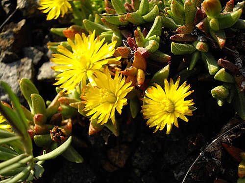 Chasmatophyllum musculinum: Chasmatophyllum musculinum