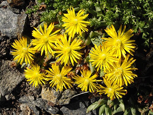 Chasmatophyllum musculinum: Chasmatophyllum musculinum