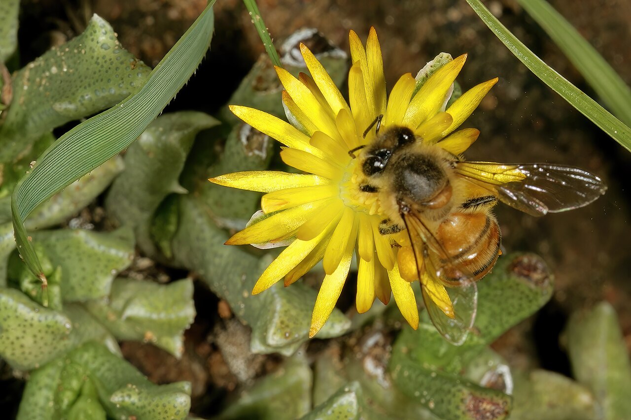 Chasmatophyllum musculinum: Chasmatophyllum musculinum , flower visited by an African honey bee ( Apis mellifera scutellata ); grassland on brackish soil, vicinity of Wolmaransstad, North