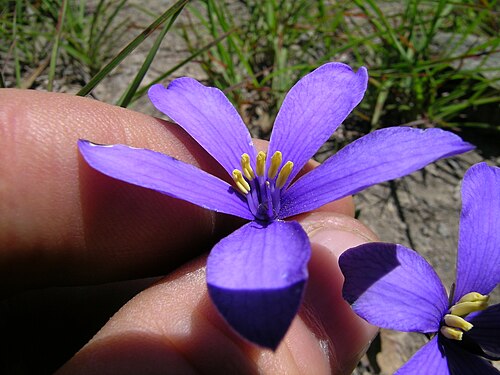 Cheiranthera linearis: Small hairless ± erect shrub to c. 50 cm tall, with woody rootstock. Leaves are alternate, often ± clustered, linear or occasionally lanceolate and usually 2–5 