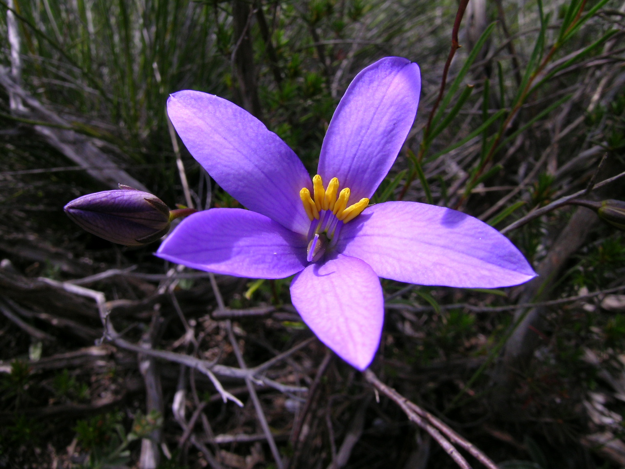 Cheiranthera linearis: Small hairless ± erect shrub to c. 50 cm tall, with woody rootstock. Leaves are alternate, often ± clustered, linear or occasionally lanceolate and usually 2–5 