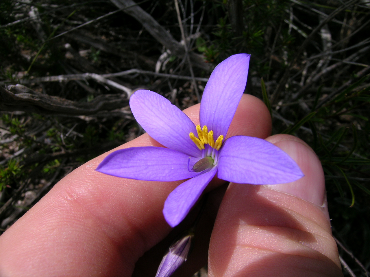 Cheiranthera linearis: Small hairless ± erect shrub to c. 50 cm tall, with woody rootstock. Leaves are alternate, often ± clustered, linear or occasionally lanceolate and usually 2–5 