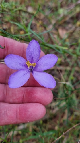Cheiranthera linearis (Cheiranthera linearis)