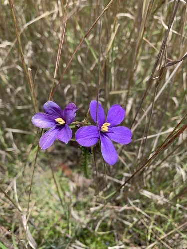 Cheiranthera linearis (Cheiranthera linearis)
