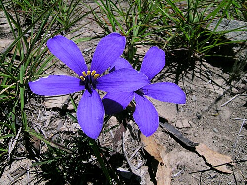 Cheiranthera linearis: Small hairless ± erect shrub to c. 50 cm tall, with woody rootstock. Leaves are alternate, often ± clustered, linear or occasionally lanceolate and usually 2–5 